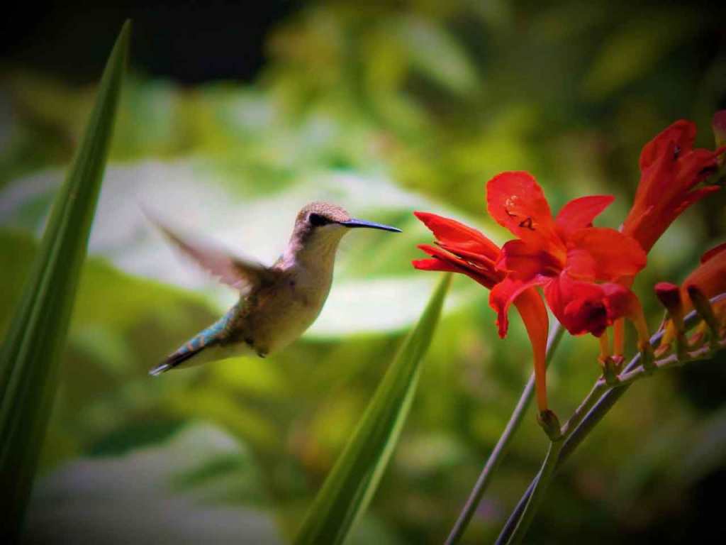 A hummingbird feeding on a flower.