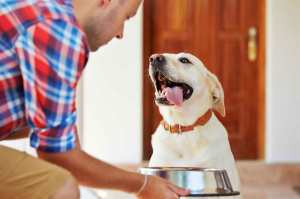 An elderly man feeding his happy dog