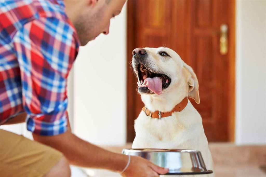 An elderly man feeding his happy dog